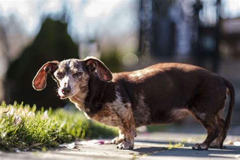 oldest dachshund of all time.